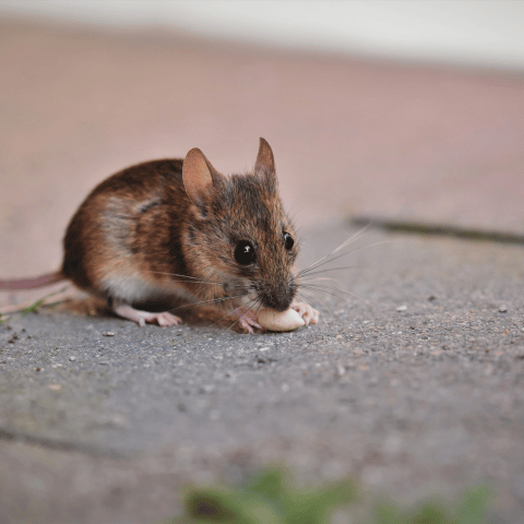 livre-se-dos-ratos (1)