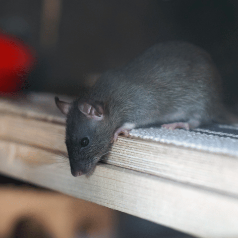 livre-se-dos-ratos (2)