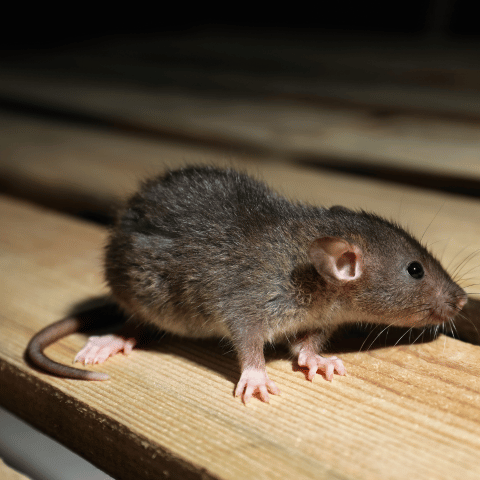 livre-se-dos-ratos (4)