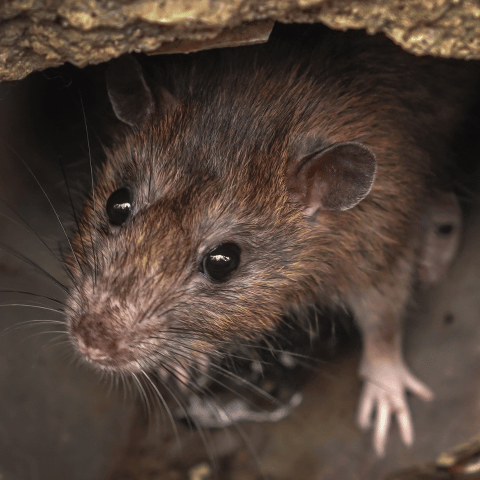livre-se-dos-ratos (5)