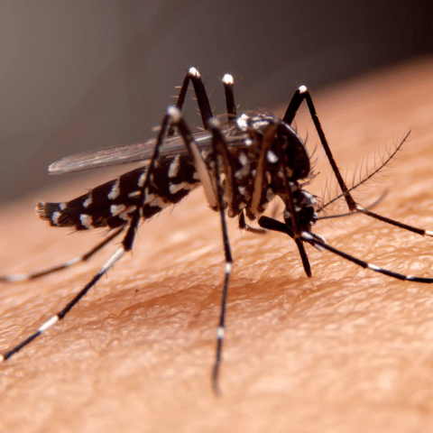 mosquito