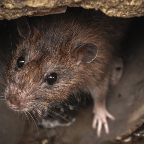 ratos